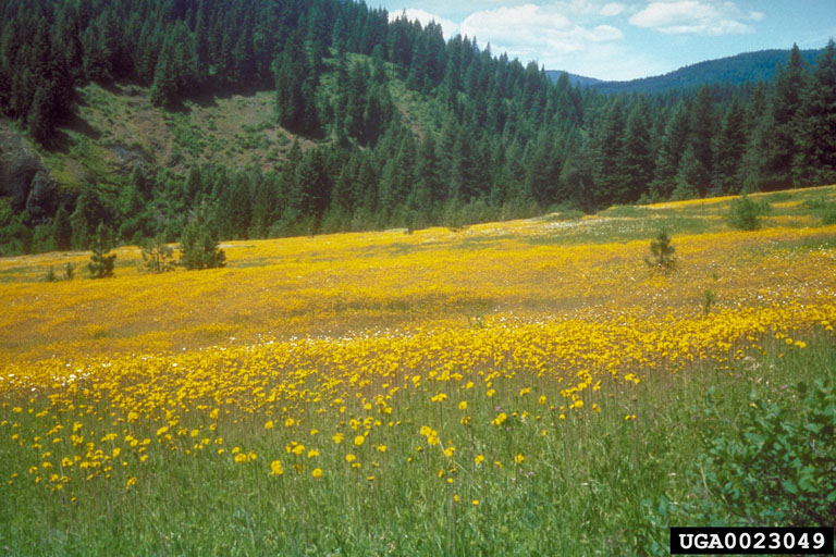 May contain: countryside, field, grassland, meadow, nature, outdoors, rural, plant, tree, vegetation, and fir