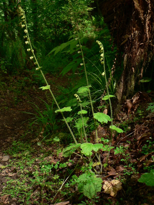 May contain: green, plant, vegetation, jungle, nature, outdoors, land, rainforest, tree, leaf, woodland, soil, grove, grass, fern, herbal, herbs, moss, and path