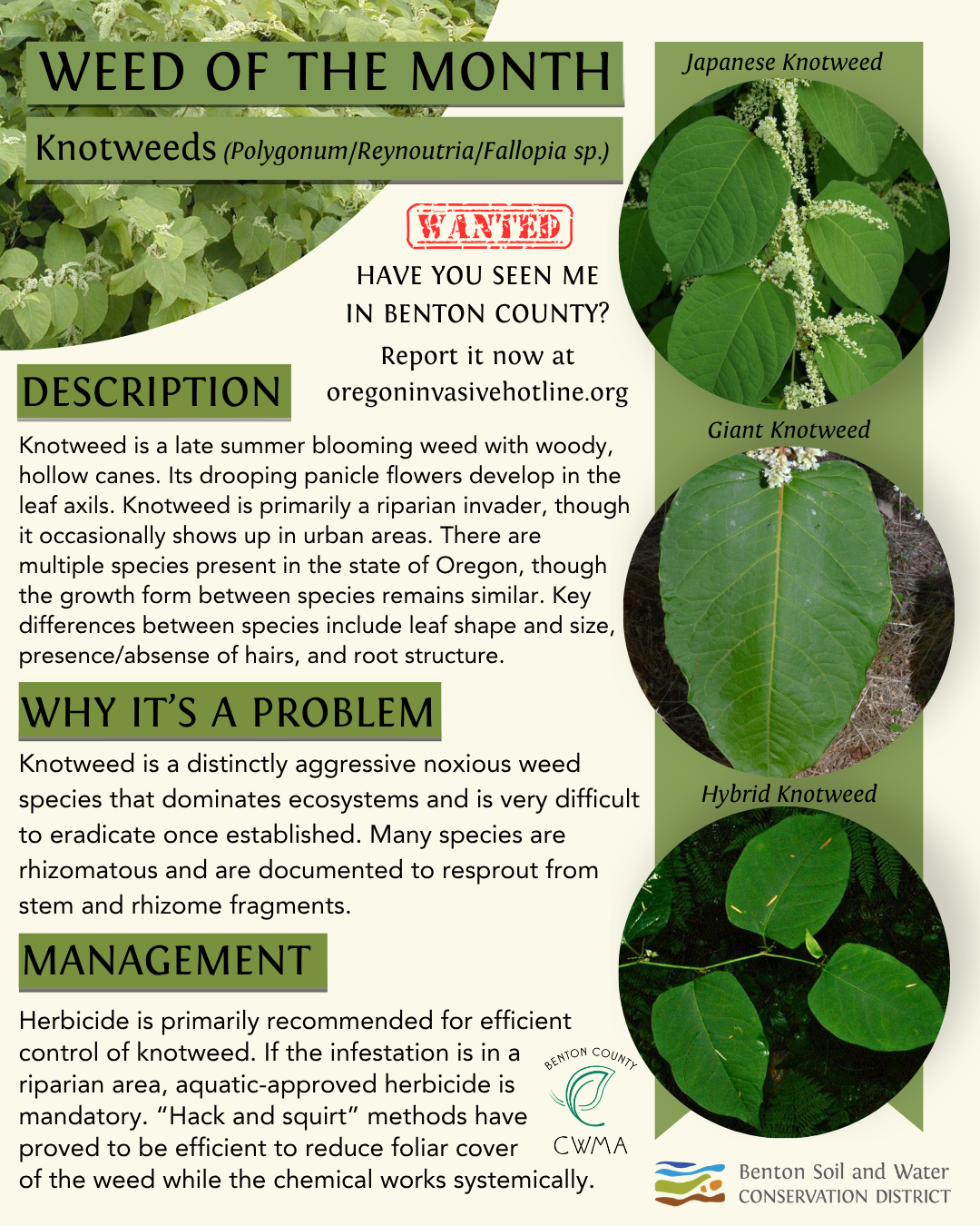 The image details Knotweeds, invasive plants in Benton County, OR, highlighting their identification, problems, and management tips.