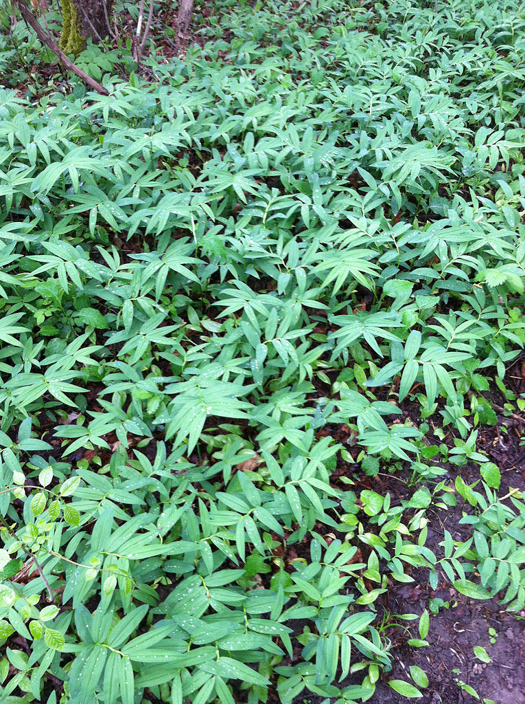 May contain: leaf, plant, vegetation, herbal, herbs, and fern