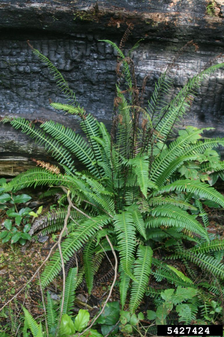 May contain: fern and plant