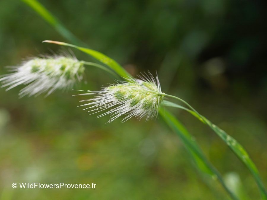 The image shows green grass-like plants with feathery seed heads, set against a blurred green background.