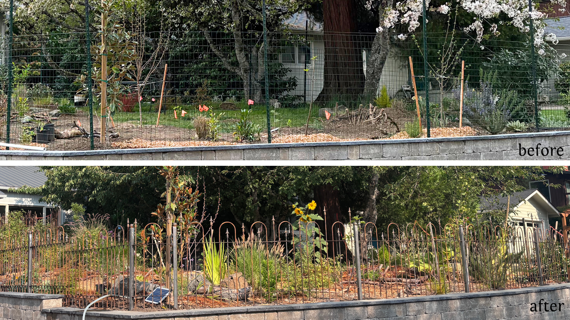 The image shows a garden transformation, with a distinct change from a bare area (before) to a flourishing garden with plants (after).