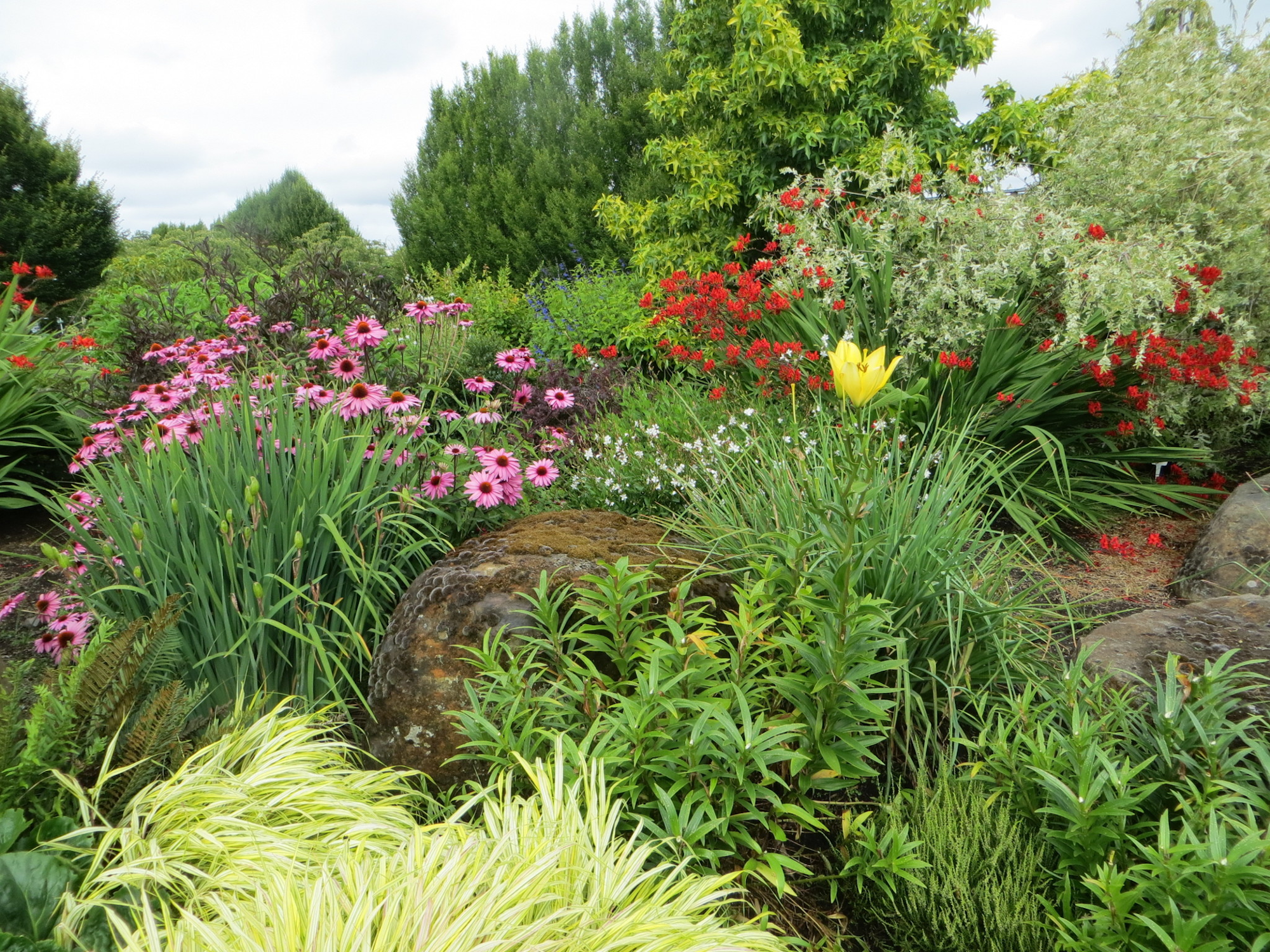 May contain: garden, nature, outdoors, grass, plant, vegetation, flower, herbs, geranium, and tree