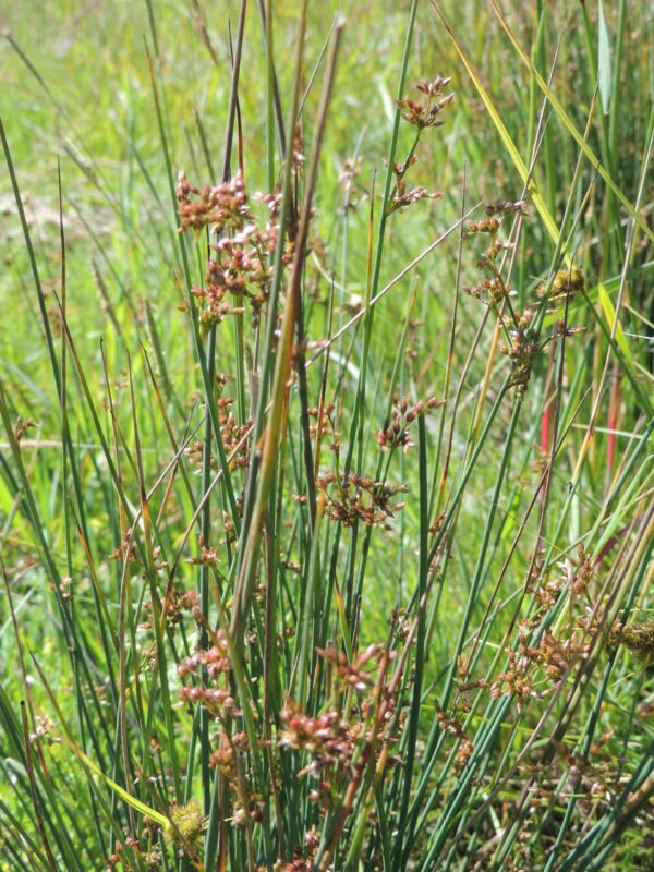 May contain: grass, plant, and vegetation