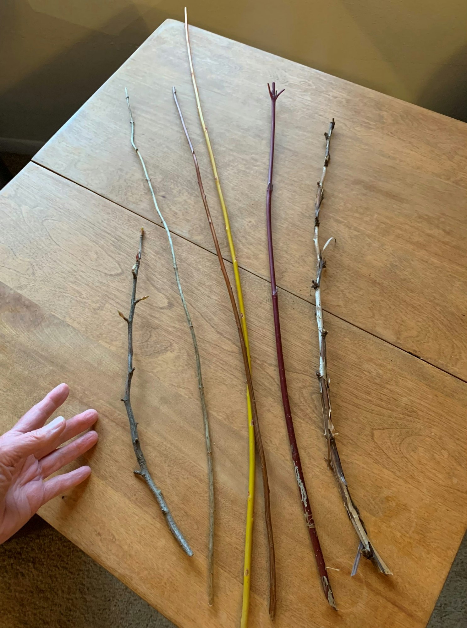 A hand next to several sticks of varying colors and sizes arranged on a wooden table.