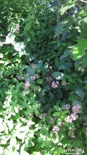 May contain: herbal, herbs, plant, vegetation, leaf, flower, and vine