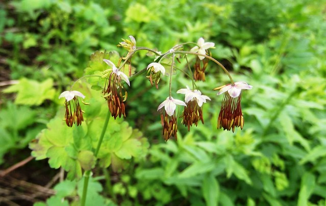 May contain: flower, plant, geranium, petal, vegetation, herbal, herbs, leaf, and amaryllidaceae