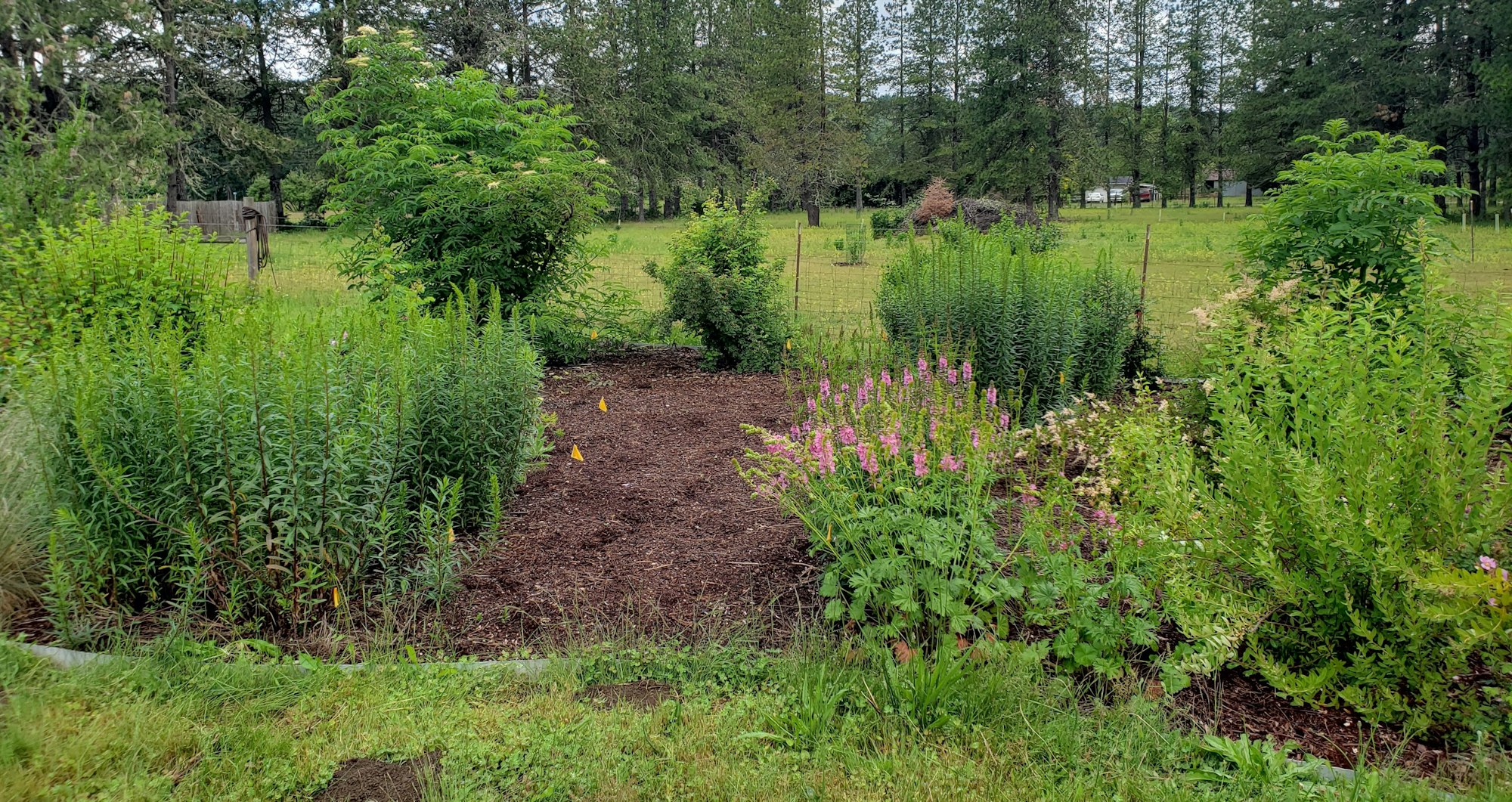 May contain: plant, vegetation, herbal, herbs, garden, nature, outdoors, land, tree, and woodland