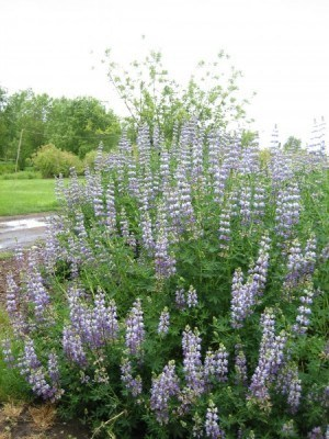 May contain: flower, lupin, plant, vegetation, herbal, and herbs