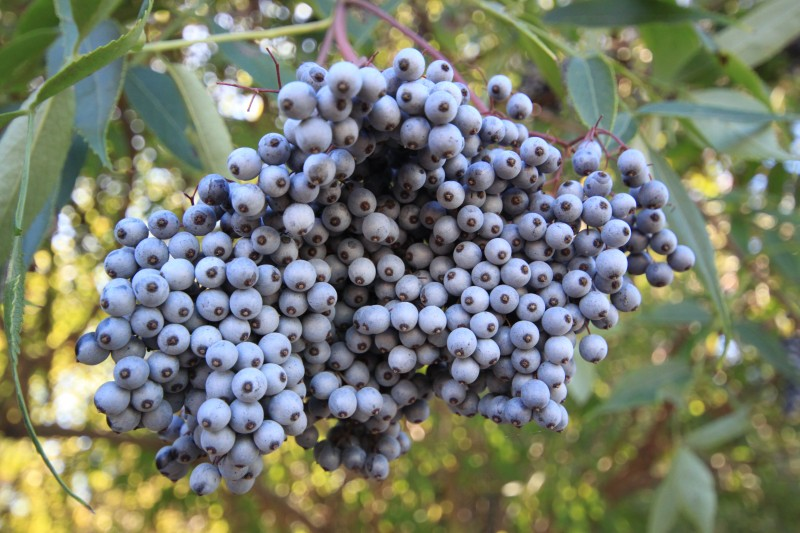 May contain: berry, blueberry, food, fruit, plant, and produce