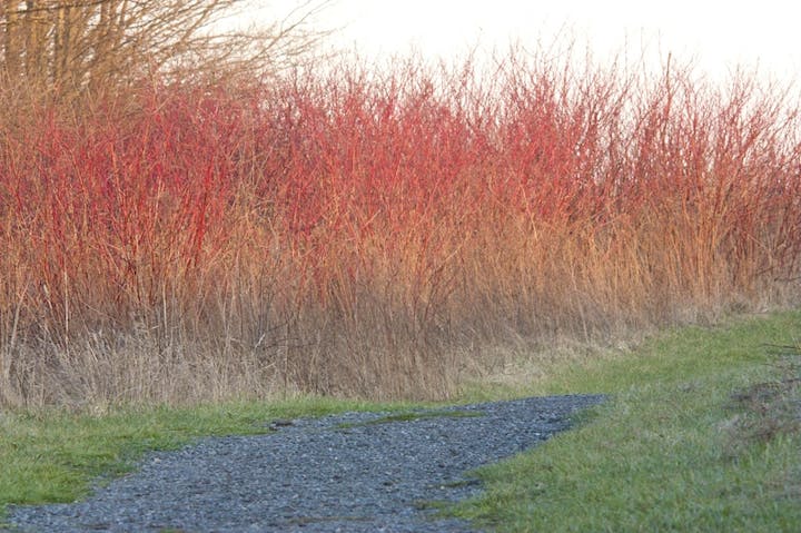 May contain: grass, plant, gravel, road, vegetation, path, tree, reed, land, nature, outdoors, and tarmac