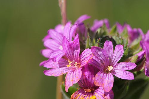 May contain: flower, geranium, plant, anther, petal, and purple