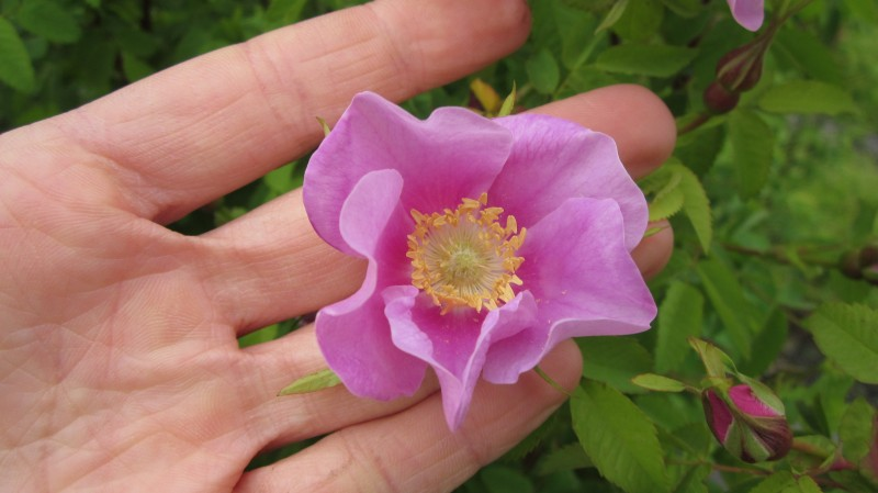 May contain: flower, petal, plant, anemone, anther, pollen, geranium, herbal, herbs, rose, purple, and leaf