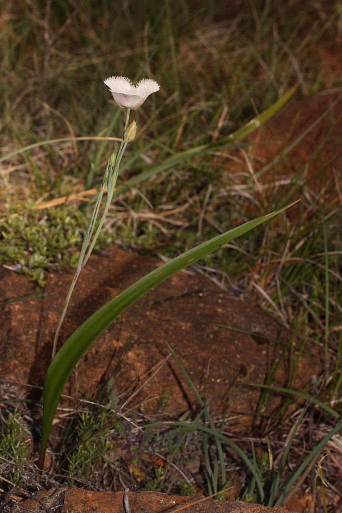 May contain: flower, plant, and amaryllidaceae