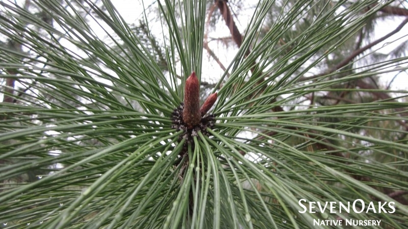 May contain: pine, plant, tree, and conifer