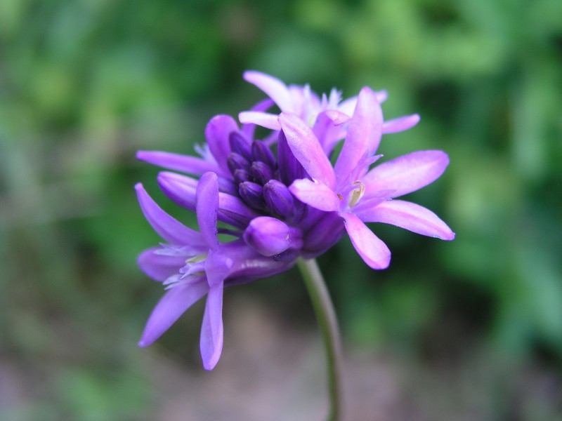 May contain: flower, plant, purple, geranium, anther, and petal
