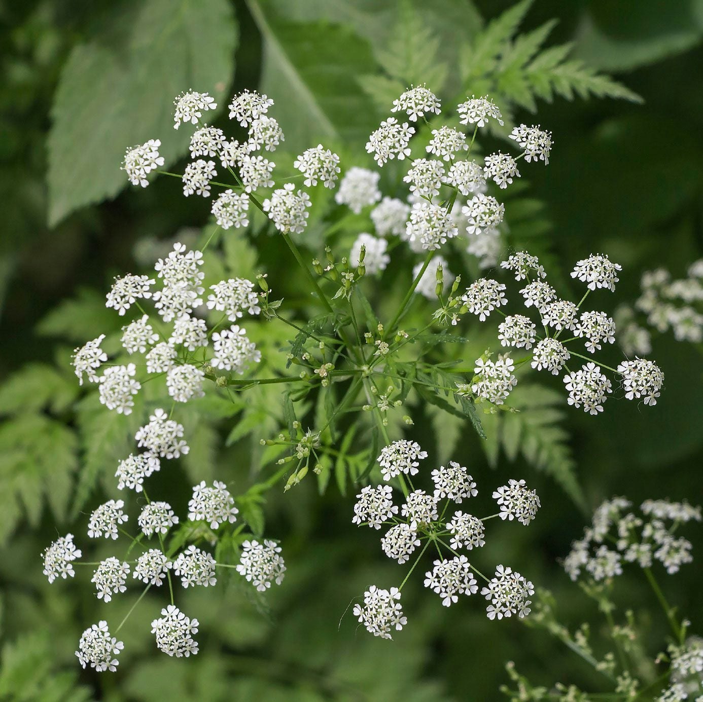 Clusters of small white flowers with green leaves in the background.