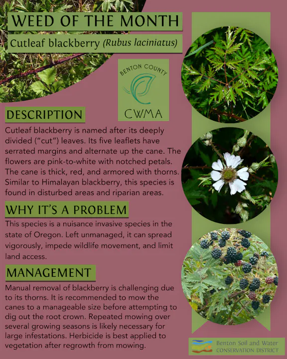 The image discusses cutleaf blackberry, an invasive species in Oregon, detailing its characteristics, problems, and management tips.