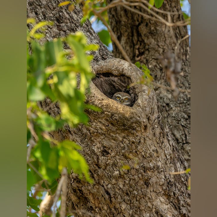 May contain: plant, tree, tree trunk, animal, and bird