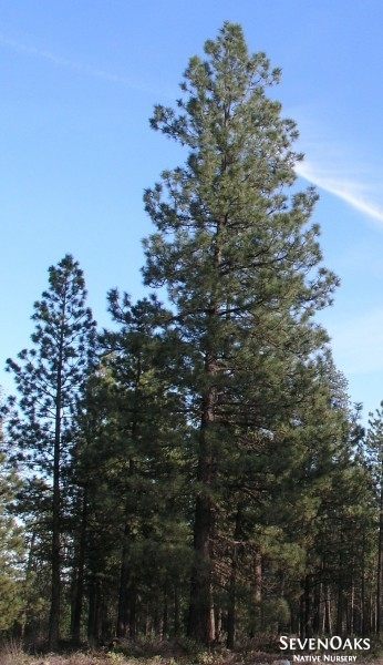 May contain: plant, tree, pine, vegetation, grove, land, nature, outdoors, woodland, and fir