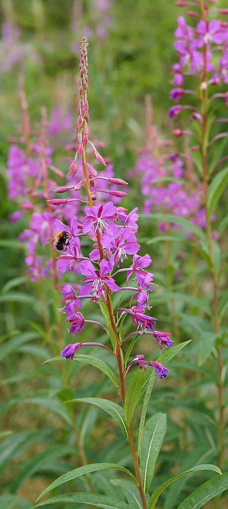 May contain: flower, plant, purple, petal, lupin, animal, apidae, bee, insect, and invertebrate