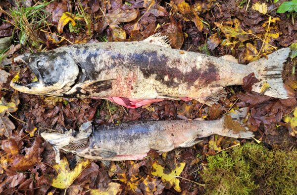 May contain: animal, coho, fish, sea life, leaf, plant, mortar shell, and weapon