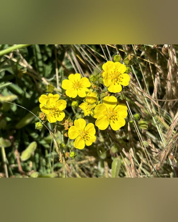 Bright yellow flowers surrounded by green grass.