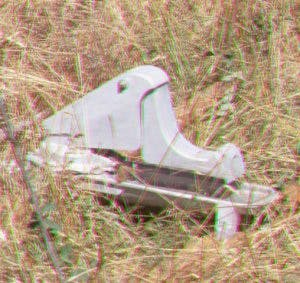 May contain: grass and plant