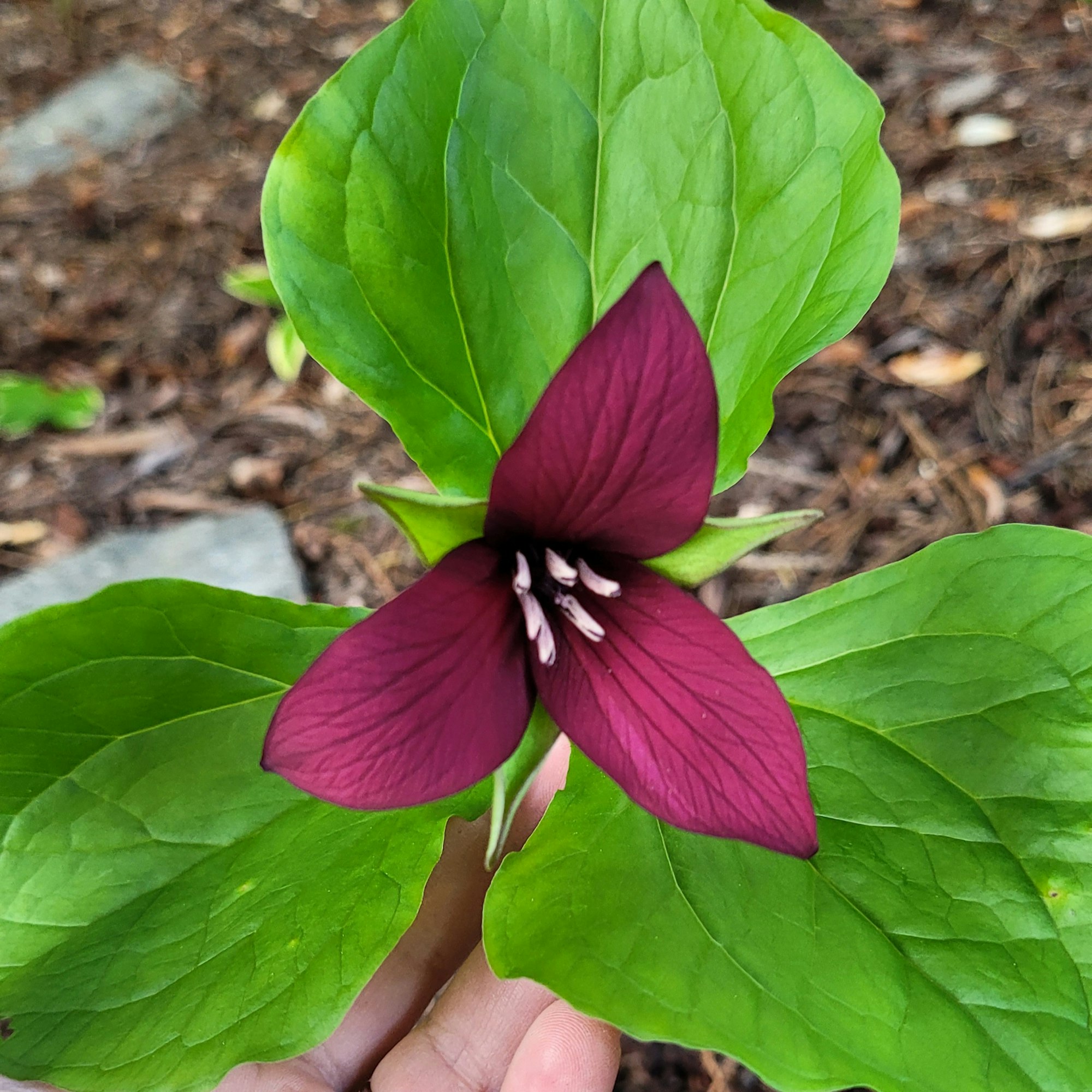 May contain: flower, geranium, plant, petal, and leaf