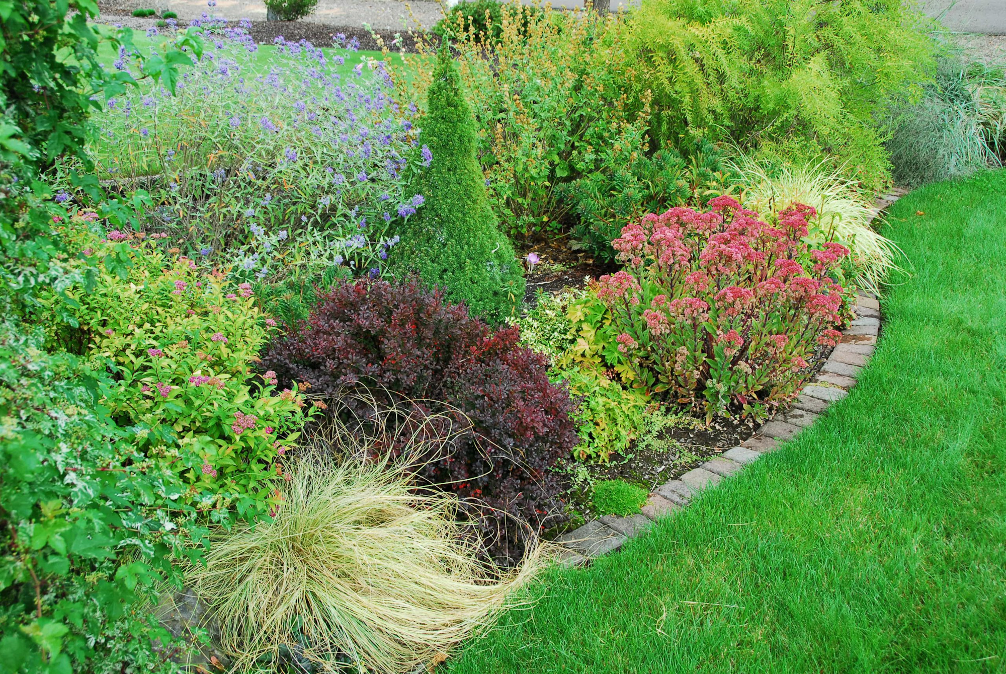 May contain: plant, vegetation, garden, nature, outdoors, grass, backyard, and yard