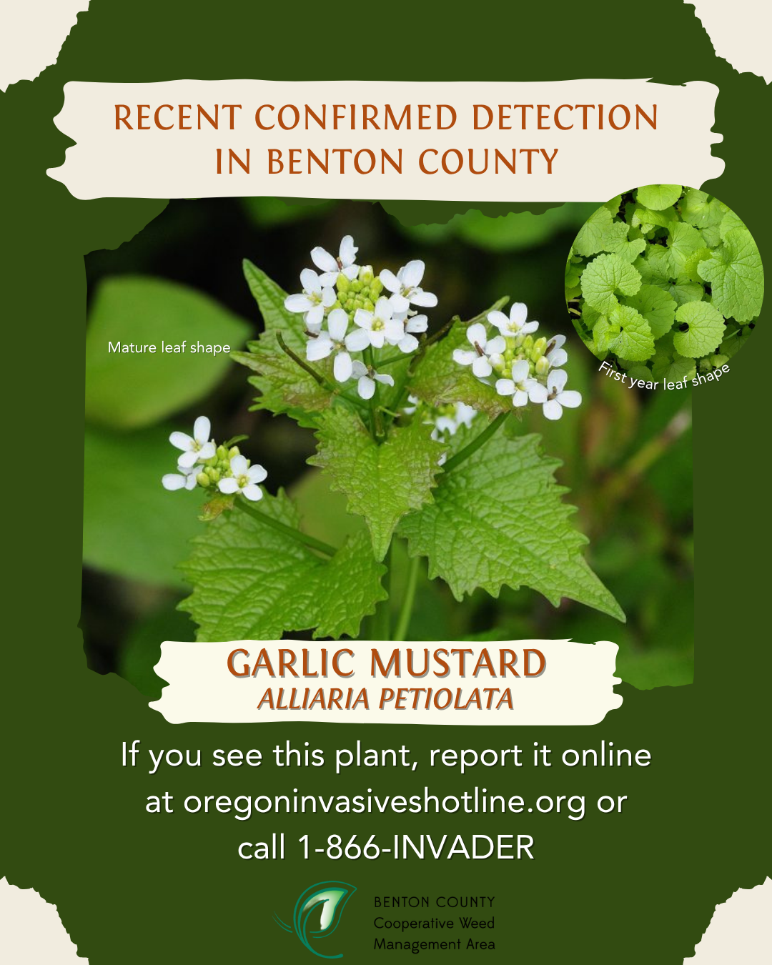 Garlic mustard detected in Benton County; report sightings at oregoninvasivehotline.org or call 1-866-INVADER.