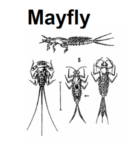 May contain: animal, insect, and invertebrate