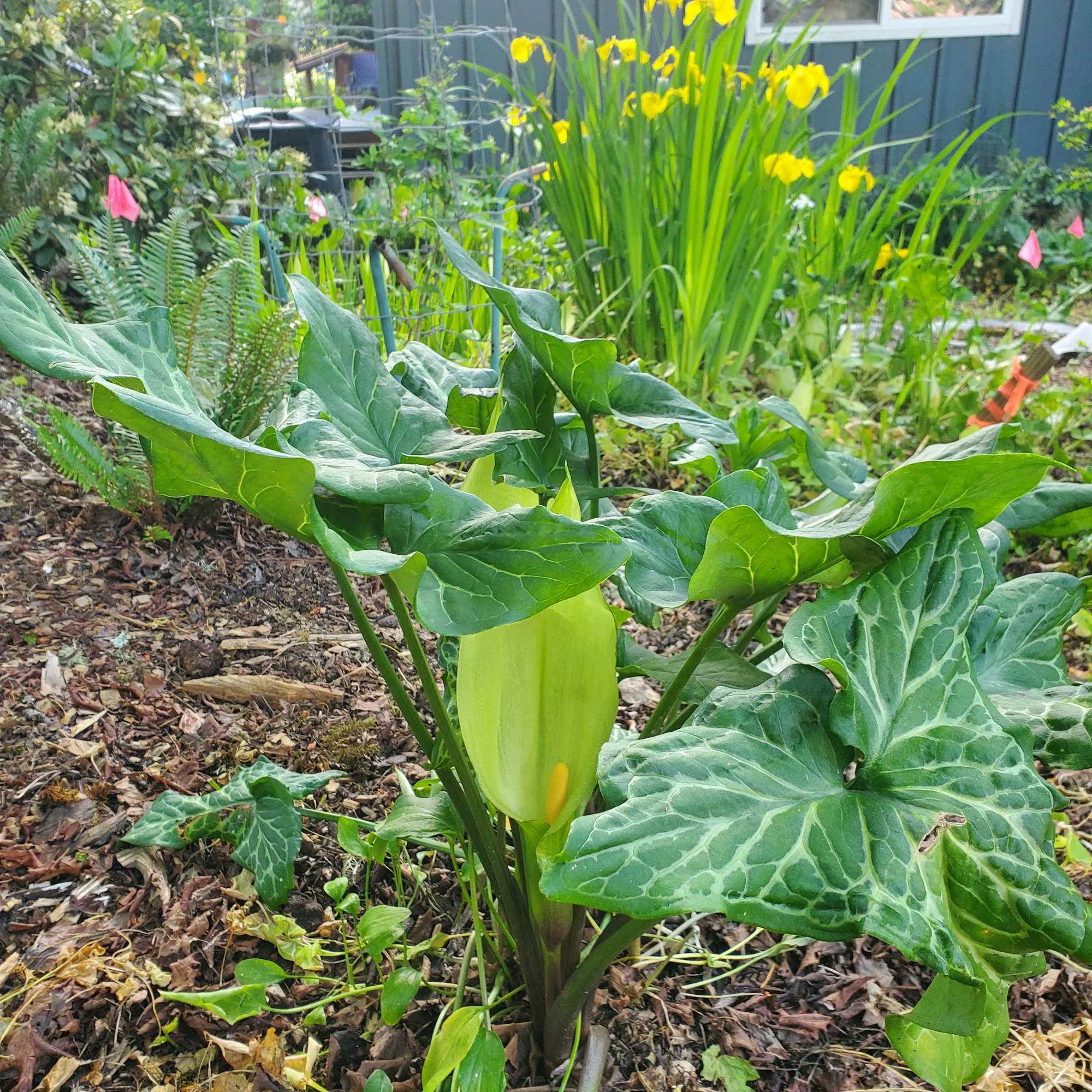 Green leafy plant with a yellow spadix, surrounded by other greenery and yellow flowers in a garden setting.