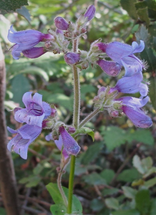 A purple flowering plant with fuzzy stems and leaves, surrounded by green foliage.