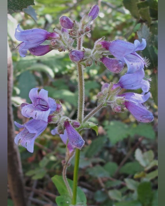 A purple flowering plant with fuzzy stems and leaves, surrounded by green foliage.