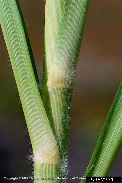 May contain: grass, plant, and agropyron