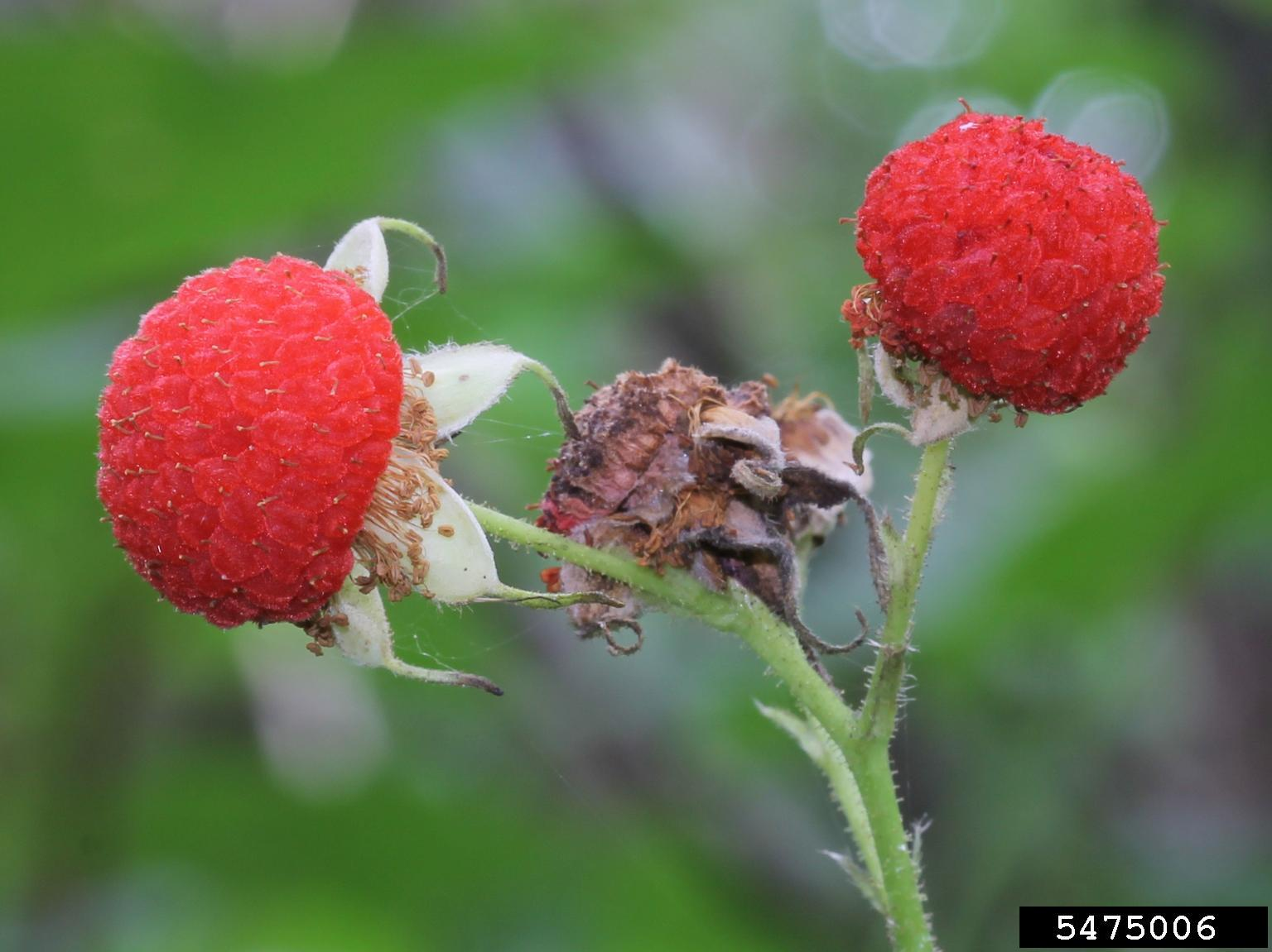 May contain: berry, food, fruit, plant, produce, and raspberry