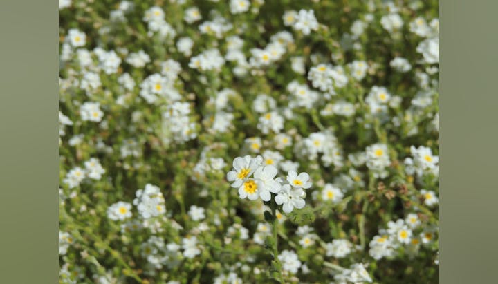 May contain: daisy, flower, plant, petal, anemone, herbal, herbs, geranium, vegetation, and pollen