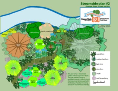 A colorful diagram of a streamside vegetation plan showing various plants and their placement related to a water body.