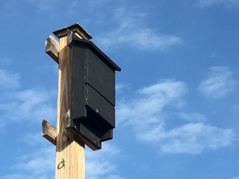 A wooden bat box mounted on a tall post against a blue sky background.