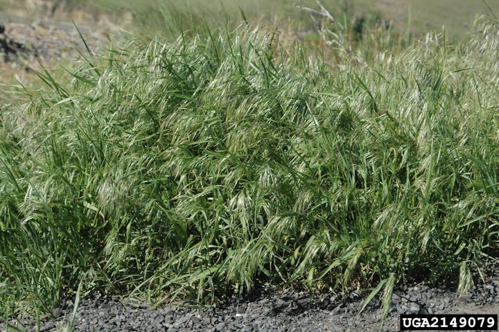 May contain: grass, plant, vegetation, and agropyron