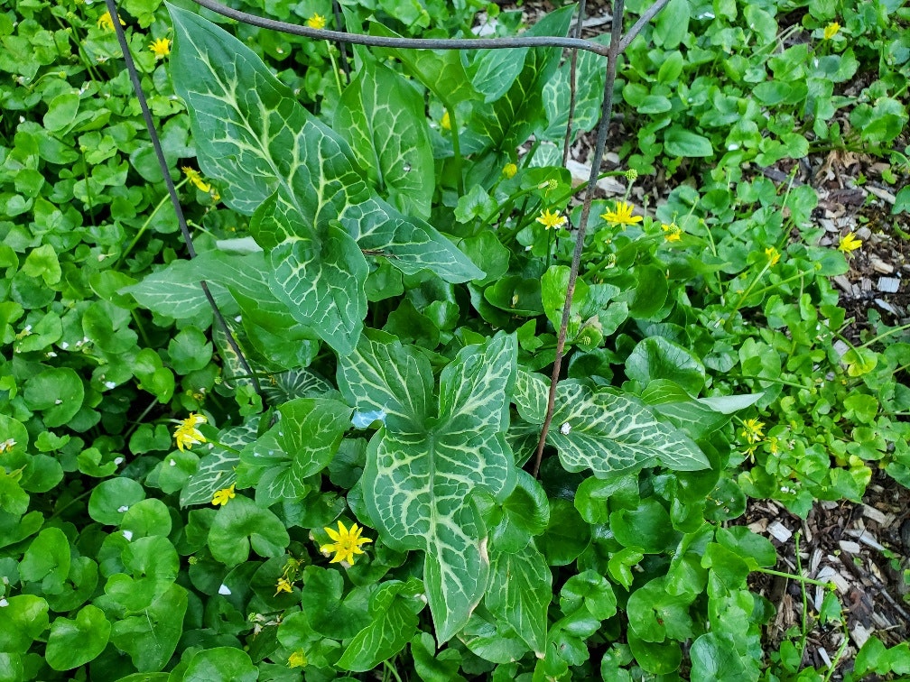 Green leaves with white patterns, surrounded by small yellow flowers and other green foliage.