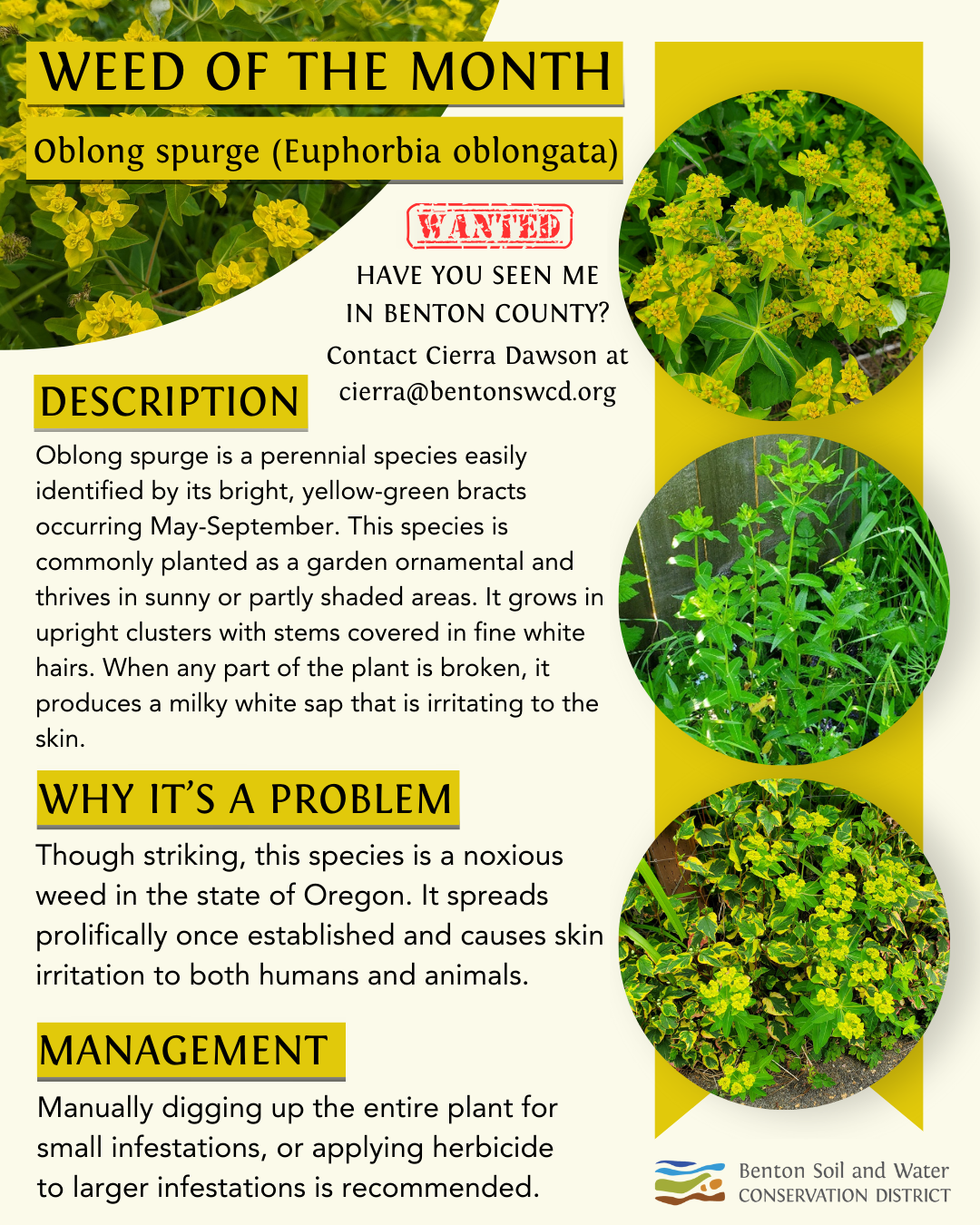 Poster about oblong spurge (Euphorbia oblongata), a noxious weed needing management, with contact info and images.