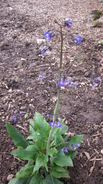 May contain: soil, flower, plant, vegetation, herbal, herbs, purple, and grass