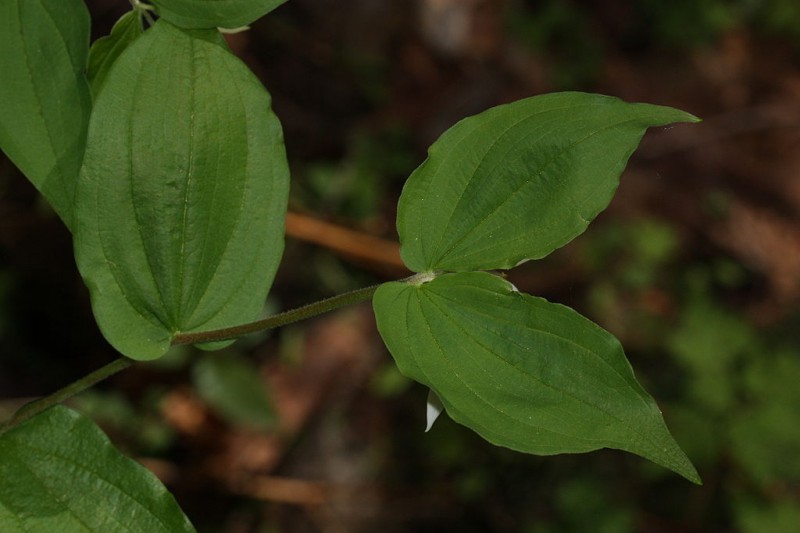 May contain: leaf, plant, flower, and acanthaceae