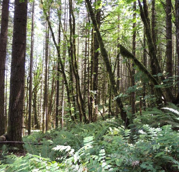 May contain: land, nature, outdoors, plant, rainforest, tree, vegetation, woodland, grove, jungle, path, trail, and wilderness