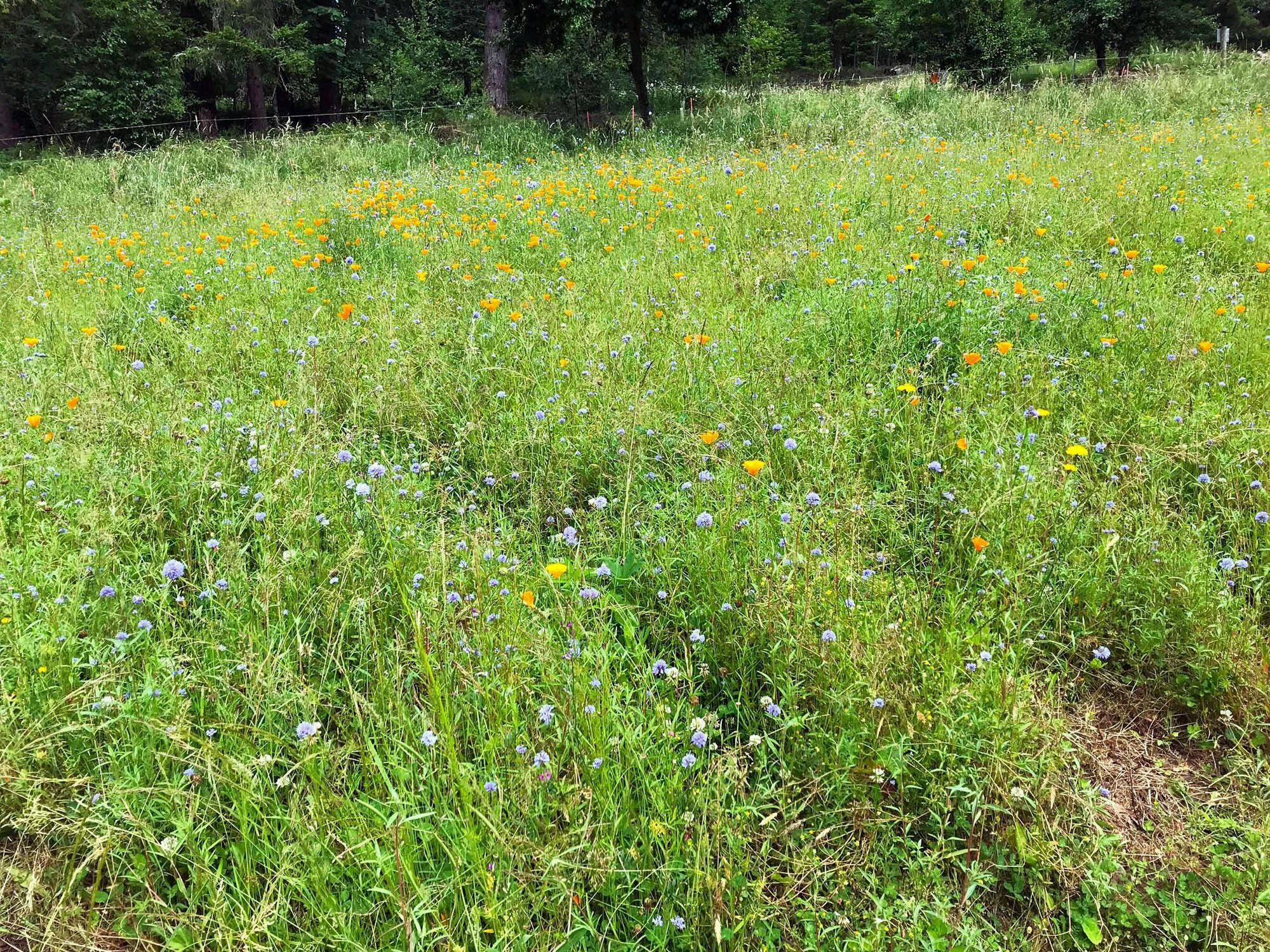 A lush meadow with tall green grass and scattered yellow and purple wildflowers under a blue sky.