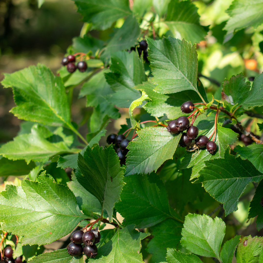 Green leaves and clusters of small dark berries on branches.