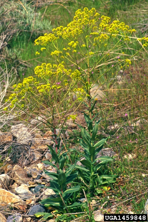 May contain: apiaceae, flower, plant, and vegetation
